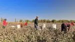 México no está haciendo cumplir de manera efectiva su prohibición de importar productos fabricados con trabajo forzoso, pese contar con medidas legales desde 2023 para hacerlo, de acuerdo con la investigación de la Representación Comercial Estados Unidos