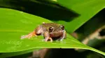 View of a "Rana de las nacientes" (Isthmohyla nacientes), a newly discovered frog species, in San Jose, Costa Rica, on August 6, 2026. (Photo by Ezequiel BECERRA / AFP)