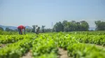 El campo, origen de nuestra mesa.