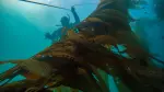 Bosque de macroalgas cerca de Puerto Nuevo, Baja California y que es parte de un proyecto de restauración.