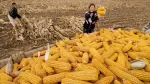 El Economista