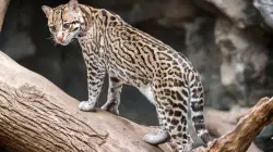 El proyecto favor de la conservación del Ocelote.