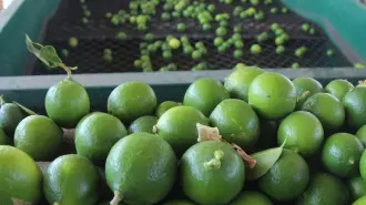 Aún con los incrementos en el nivel de precios, la inflación se mantiene controlada, principalmente por bajas importantes en el precio de algunos agropecuarios,como la naranja y el limón. Foto: Notimex