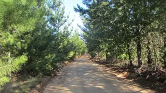 Monocultivo forestal comercial en Chile central. Juli G. Pausas