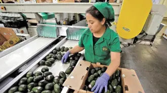 En la última década, entre julio y septiembre de cada año el mercado laboral acumulaba más de un millón de empleos generados, en 2024 sólo se han alcanzado 360,000 plazas durante este periodo.

Para más información del tema, visita: Para más información del tema, visita: https://www.eleconomista.com.mx/ 

¡Síguenos en nuestras redes sociales para mantenerte informado!

Twitter: https://twitter.com/eleconomista 
Facebook: https://www.facebook.com/ElEconomista.mx
Instagram: https://www.instagram.com/eleconomistamx
LinkedIn: https://www.linkedin.com/company/el-economista/

#ElEconomista #EETV