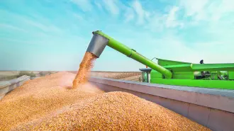 La sequía en México ha limitado la producción de maíz a niveles que son alarmantes.