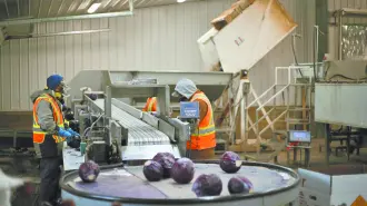 En Canadá los migrantes se emplean principalmente en la agricultura, manufactura, construcción y el cuidado de personas. Foto: Especial
