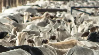 México notificó este martes un nuevo caso de gusano barrenador en su territorio, ahora en un bovino en el estado de Tabasco, apenas un par de semanas después de que se anunciara la reanudación de exportaciones mexicanas de ganado en pie a Estados Unidos, que las había suspendido por la enfermedad. 

Para más información del tema, visita: https://www.eleconomista.com.mx/empresas/mexico-identifica-nuevo-caso-gusano-barrenador-ganado-tabasco-20250218-746864.html 

¡Síguenos en nuestras redes sociales para mantenerte informado! 

Twitter: https://twitter.com/eleconomista 
Facebook: https://www.facebook.com/ElEconomista.mx 
Instagram: https://www.instagram.com/eleconomistamx 
LinkedIn: https://www.linkedin.com/company/el-economista/ 
 
#ElEconomista #EETV