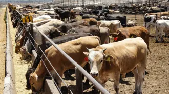 El Consejo Nacional Agropecuario destacó que durante las últimas semanas, autoridades sanitarias, gobiernos estatales, productores, engordadores y organismos del sector han trabajado de manera conjunta para contener la presencia del gusano barrenador del ganado en el sur-sureste del país.

Para más información del tema, visita: https://www.eleconomista.com.mx/empresas/dialogo-eu-mexico-traza-ruta-clara-reapertura-exportaciones-ganado-cna-20250528-761174.html

¡Síguenos en nuestras redes sociales para mantenerte informado!

Twitter: https://twitter.com/eleconomista 
Facebook: https://www.facebook.com/ElEconomista.mx
Instagram: https://www.instagram.com/eleconomistamx
LinkedIn: https://www.linkedin.com/company/el-economista/

#ElEconomista #EETV