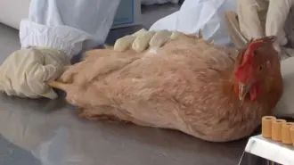 Brasil contuvo el brote de gripe aviar que lo obligó a suspender el mes pasado sus exportaciones de carne de pollo a China y otros países, anunció este miércoles el ministro de Agricultura.