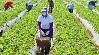Migrant workers harvest strawberries at a farm near Oxnard, Calif. Ventura County is one of two counties where labor organizers hope to get a Bill of Rights passed to protect farm workers from abuse and wage theft.