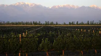Vinos premiun