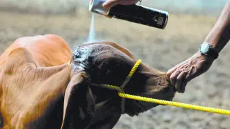 México utilizó este método por primera vez hace décadas, erradicando con éxito el gusano barrenador tras una campaña de 19 años.

Para más información del tema, visita: https://www.eleconomista.com.mx/empresas/mexico-espera-erradicar-gusano-barrenador-nueva-planta-mosca-esteril-20251025-783487.html

¡Síguenos en nuestras redes sociales para mantenerte informado!

Twitter: https://twitter.com/eleconomista 
Facebook: https://www.facebook.com/ElEconomista.mx
Instagram: https://www.instagram.com/eleconomistamx
LinkedIn: https://www.linkedin.com/company/el-economista/

#ElEconomista #GusanoBarrenador