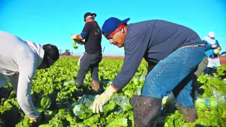 Mexican Farm workers harvest lettuce in a field outside of Brawley, California, in the Imperial Valley, on January 31, 2017. Many of the farm workers expressed fears that they would not be able to continue working in the United States under the President Trump's administration. (Photo by Sandy Huffaker / AFP)