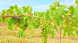 Meseta del Cielo impulsa vino de altura, empleo local y enoturismo responsable en Jala, Nayarit.