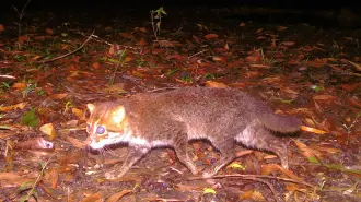 This handout picture taken with a camera trap and released on December 26, 2025, by Thailand's Department of National Parks, Wildlife and Plant Conservation (DNP) and Panthera Thailand shows a recently rediscovered flat-headed cat in southern Thailand's Princess Sirindhorn Wildlife Sanctuary. An elusive wild cat long feared extinct in Thailand has been rediscovered, nearly three decades after the last recorded sighting, conservation authorities said on December 26, 2025. (Photo by Handout / various sources / AFP) / RESTRICTED TO EDITORIAL USE - MANDATORY CREDIT "AFP PHOTO / THAILAND'S DEPARTMENT OF NATIONAL PARKS, WILDLIFE AND PLANT CONSERVATION (DNP) / PANTHERA THAILAND" - HANDOUT - NO MARKETING NO ADVERTISING CAMPAIGNS - DISTRIBUTED AS A SERVICE TO CLIENTS