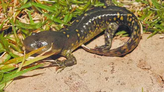 Descripción automática