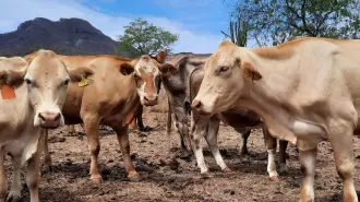 Se busca el fortalecimiento continuo de las acciones para detener el avance de la plaga.

Para más información del tema, visita: https://www.eleconomista.com.mx/empresas/nuevo-acuerdo-frenar-gusano-barrenador-tamaulipas-veracruz-20260111-794751.html 

¡Síguenos en nuestras redes sociales para mantenerte informado!

Twitter: https://twitter.com/eleconomista 
Facebook: https://www.facebook.com/ElEconomista.mx
Instagram: https://www.instagram.com/eleconomistamx
LinkedIn: https://www.linkedin.com/company/el-economista/

#ElEconomista #GusanoBarrenador