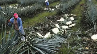 Cosecha del agave en el estado de Jalisco (México). T photography/Shutterstock