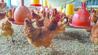 El bienestar animal se integra cada vez más a los marcos internacionales de sostenibilidad.