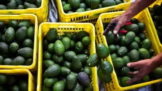 La presidenta Claudia Sheinbaum destacó que hay preocupaciones sobre la producción mexicana de aguacate y frutos rojos por la deforestación y el cumplimiento del T-MEC.

Para más información del tema, visita: https://www.eleconomista.com.mx/empresas/hay-preocupaciones-sobre-aguacate-frutos-rojos-deforestacion-cumplimiento-t-mec-sheinbaum-20260312-803939.html

Twitter: https://twitter.com/eleconomista 
Sitio web: https://www.eleconomista.com.mx/ 
Facebook: https://www.facebook.com/ElEconomista.mx 
Instagram: https://www.instagram.com/eleconomistamx