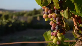 Donde la viña tiene memoria