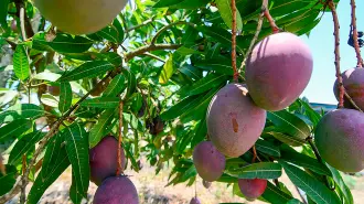 Mango.