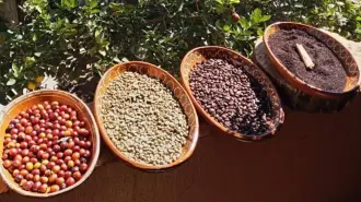 Etapas de elaboración del café.