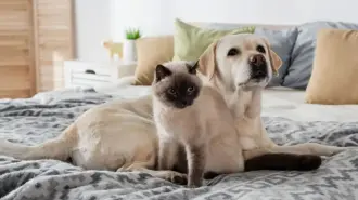¿Piensas adoptar un perro o gato? Te decimos cuáles son los 3 gastos clave que debes presupuestar para cuidar tus finanzas y evitar deudas.