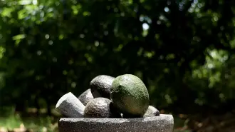 Aguacate de Jalisco