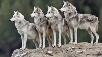La orden de Trump instruye revisar si la especie cumple los criterios de recuperación para reducir o retirar su protección federal, en medio de medidas para apoyar a los ganaderos estadounidenses