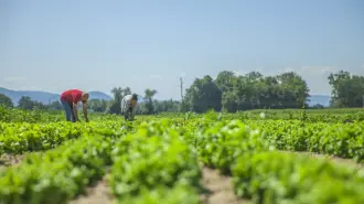 El campo, origen de nuestra mesa.