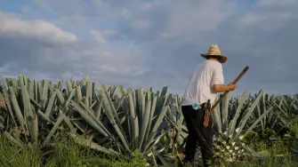 A back view of a farmer in a straw hat harvesting an agave plant in the countryside