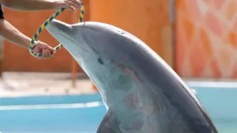 El pleno de la Cámara de Diputados avaló la minuta que prohíbe el uso de ejemplares mamíferos marinos como los delfines y ballenas, en cualquier tipo de espectáculos.

Para más información del tema, visita: https://www.eleconomista.com.mx/politica/diputados-prohiben-delfines-mamiferos-marinos-espectaculos-pasa-ejecutivo-20250626-765434.html

¡Síguenos en nuestras redes sociales para mantenerte informado!

Twitter: https://twitter.com/eleconomista 
Facebook: https://www.facebook.com/ElEconomista.mx
Instagram: https://www.instagram.com/eleconomistamx
LinkedIn: https://www.linkedin.com/company/el-economista/
T

#ElEconomista #EETV