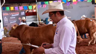 Producción de ganado de raza Limousin en Jalisco.