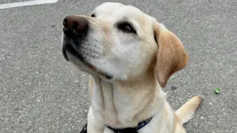 Kali, a five-year-old Labrador Retriever, works as an Alcohol, Tobacco, Firearms and Explosives agent at the Los Angeles stadium on game day during the 2026 FIFA World Cup in Inglewood, California, U.S., July 21, 2026. Picture taken with a mobile phone. REUTERS/Ed White