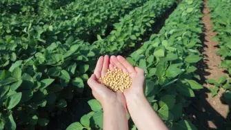 La compañía planea iniciar la venta en Brasil de la nueva tecnología en el 2020.