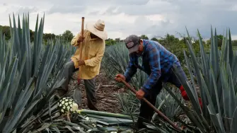Foto: Plantación de agave azul en Tepatitlán, Jalisco