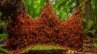 La foto titulada "El ejército arquitectónico", del estadounidense Daniel Kronauer, ganó en la categoría Comportamiento: Invertebrados. Las hormigas del ejército alternan entre fases nómadas y estacionarias. Estas hormigas están construyendo un nuevo nido usando sus propios cuerpos. Las hormigas soldado entrelazan sus garras para formar un andamio mientras la reina se queda adentro en una red de cámaras y túneles.
