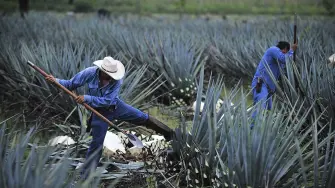 TEQUILA JALISCO