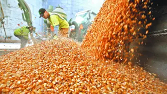 FILE PHOTO: Workers empty corn kernels from a grain bin at DeLong Company in Minooka, Illinois, September 24, 2014.   REUTERS/Jim Young/File Photo-NARCH/NARCH30