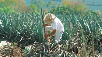 Anteriormente los estados con mayor producción agroalimentaria en el país importaban trabajadores del campo desde entidades del sureste.