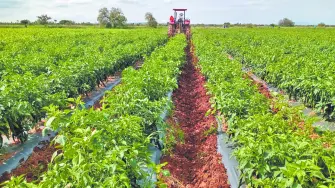 Bajo este nuevo "dólar agro" se incluirán a todos los subsegmentos del sector