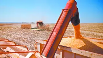 Las lluvias caídas en Brasil arrastraron a la baja los futuros de la soja, después de que el clima caluroso y seco perjudicó los cultivos de las zonas productoras del norte.