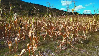 SANTA MARIA CHACHOAPAM, OAXACA,  21ENERO2012.- La sequía ocasionada por las fuertes heladas, la falta de lluvias, y las altas temperaturas registradas en el 2011 debido al importante cambio climático ha provocado en el país durante los últimos años situaciones extremas, impidiendo que se logren las cosechas, y poniendo en riesgo los cultivos de granos básicos como lo son el maíz, y el fríjol. La Confederación Nacional Campesina (CNC), afirma que la sequía que enfrenta el campo mexicano es la peor en siete décadas, sin embargo no existe un verdadero programa de apoyo para el campo por parte del gobierno en esta región en donde la cosecha de grano, es la principal fuente de ingresos, aquí la población depende de sus cultivos, y sus tierras, o lo que en ellas se produce, perdiendo en ocasiones más de lo que se invierte, y llevándolos a condiciones de extrema pobreza. 
FOTO: ADRIANA ALVAREZ/CUARTOSCURO.COM