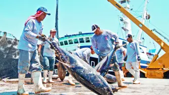 La pesca en altamar es uno de los sectores que recolecta atún y sardina, entre otras especies marinas.