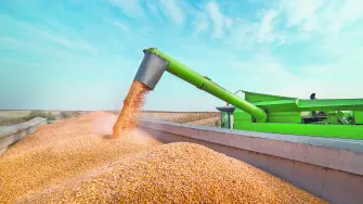 La sequía en México ha limitado la producción de maíz a niveles que son alarmantes.