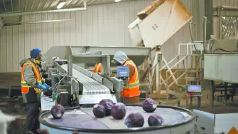 En Canadá los migrantes se emplean principalmente en la agricultura, manufactura, construcción y el cuidado de personas. Foto: Especial