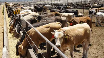 El Consejo Nacional Agropecuario destacó que durante las últimas semanas, autoridades sanitarias, gobiernos estatales, productores, engordadores y organismos del sector han trabajado de manera conjunta para contener la presencia del gusano barrenador del ganado en el sur-sureste del país.

Para más información del tema, visita: https://www.eleconomista.com.mx/empresas/dialogo-eu-mexico-traza-ruta-clara-reapertura-exportaciones-ganado-cna-20250528-761174.html

¡Síguenos en nuestras redes sociales para mantenerte informado!

Twitter: https://twitter.com/eleconomista 
Facebook: https://www.facebook.com/ElEconomista.mx
Instagram: https://www.instagram.com/eleconomistamx
LinkedIn: https://www.linkedin.com/company/el-economista/

#ElEconomista #EETV