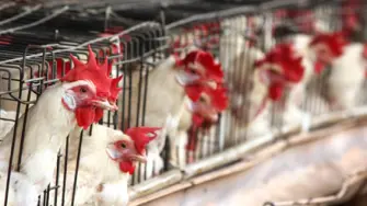 China prohibió todas las importaciones de aves de corral y productos afines procedentes de Brasil por un brote de gripe aviar, dos semanas después de suspender las solicitudes de importación de las granjas avícolas del país.

Para más información del tema, visita: https://www.eleconomista.com.mx/internacionales/china-prohibe-pais-importaciones-aves-corral-brasilenas-20250530-761472.html 

¡Síguenos en nuestras redes sociales para mantenerte informado!

Twitter: https://twitter.com/eleconomista 
Facebook: https://www.facebook.com/ElEconomista.mx
Instagram: https://www.instagram.com/eleconomistamx
LinkedIn: https://www.linkedin.com/company/el-economista/

#ElEconomista #EETV